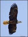 _0SB8962 american bald eagle